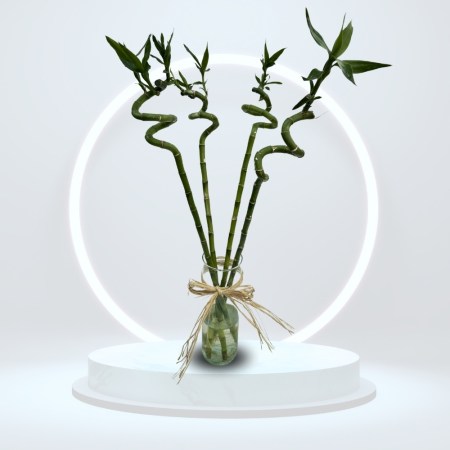 Bamboos in glass vase